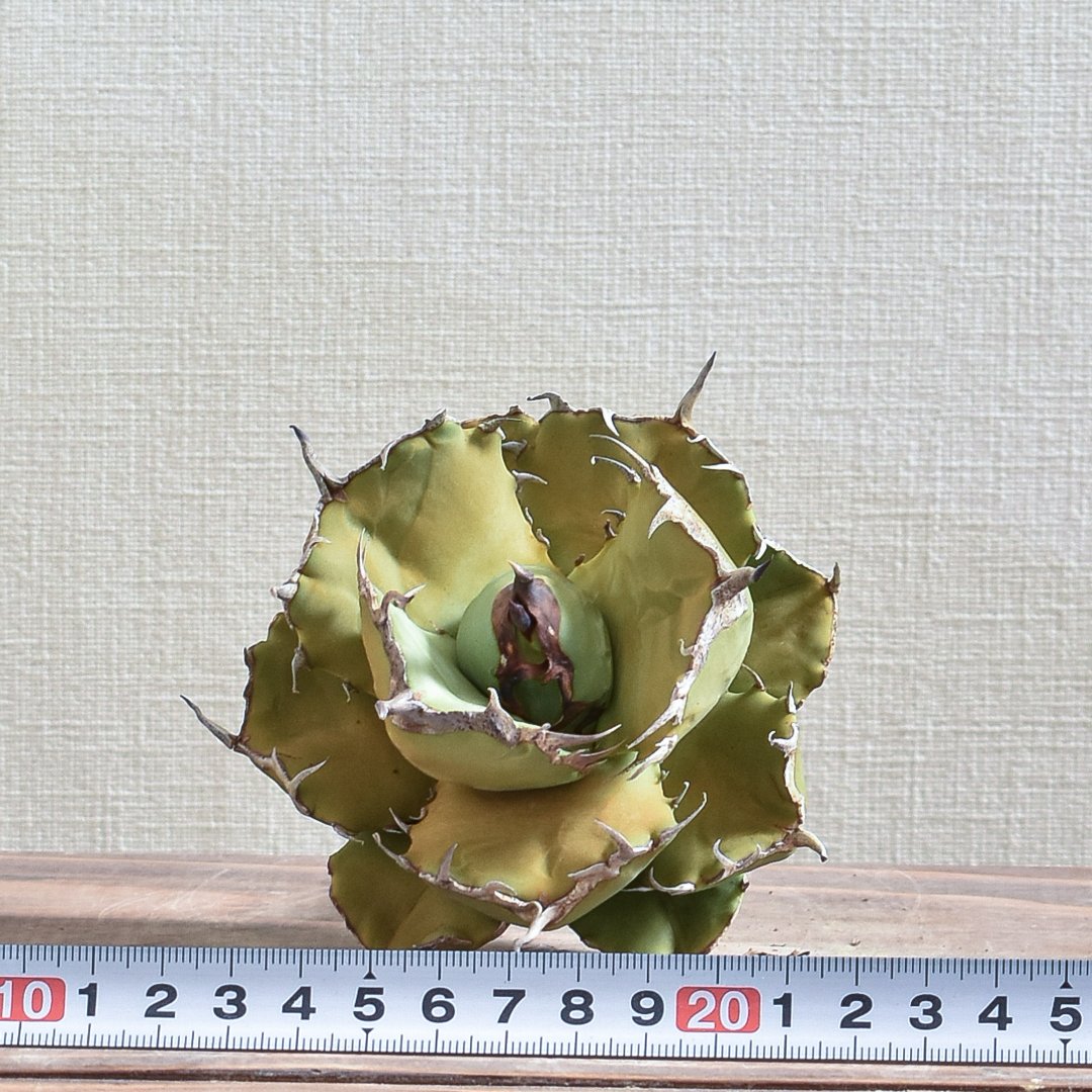 アガベ チタノタ フクロウ / 猫頭鷹 , アザラシ / 海豹【台湾 dragon