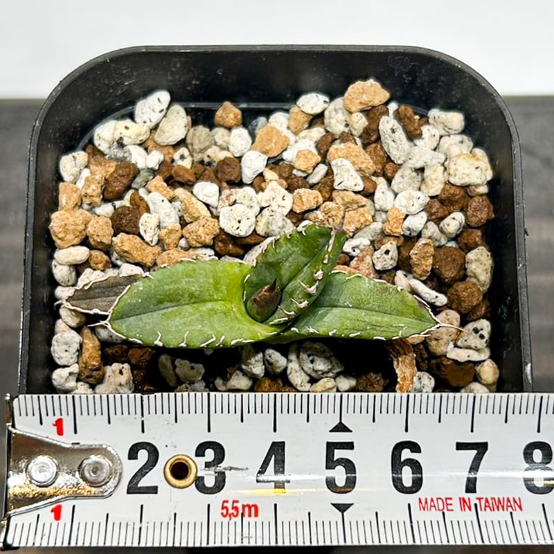 アガベ チタノタ　黒火焔　特選　台湾由来　Berlin産 アガベ チタノタ 黒犀牛 台湾berlin産 - 観葉植物・生花・ドライ