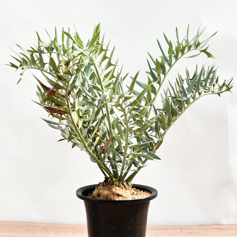 国際希少野生動植物種登録票付】エンセファラルトス ホリダス RFHK-390