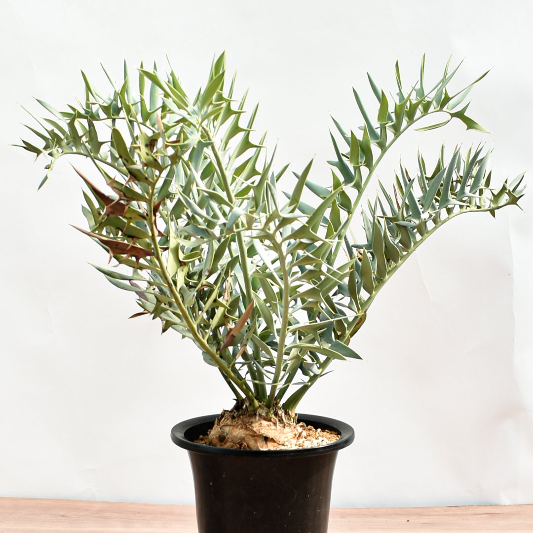 国際希少野生動植物種登録票付】エンセファラルトス ホリダス RFHK-390