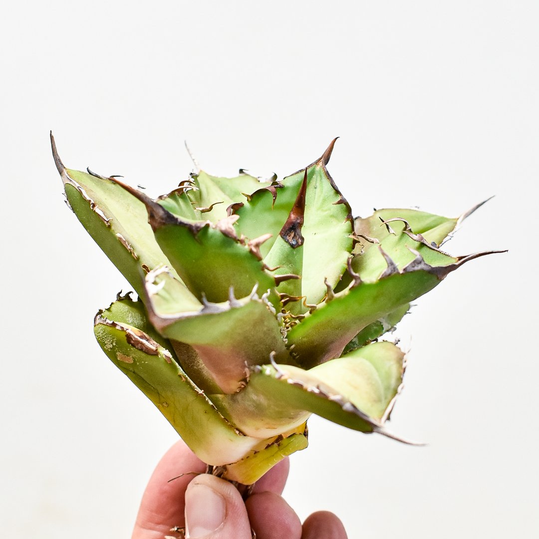 アガベ チタノタ オアハカ現地球 活着済み！【白棘・強鋸歯・ボール型