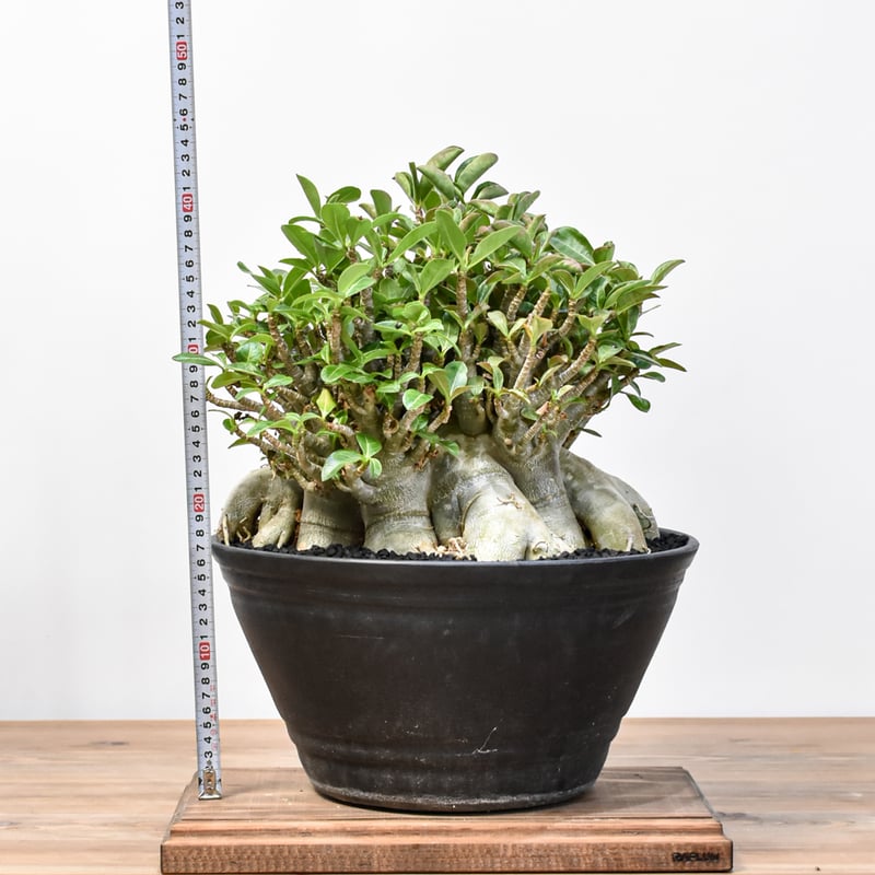 RAFLUMコレクション】アデニウム アラビカム スーパードワーフ