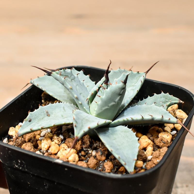 アガベ ハイブリット 日系イシスメンシス×象牙妖炎（陽炎エボリ