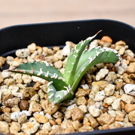 チタノタゴジラ | STORES