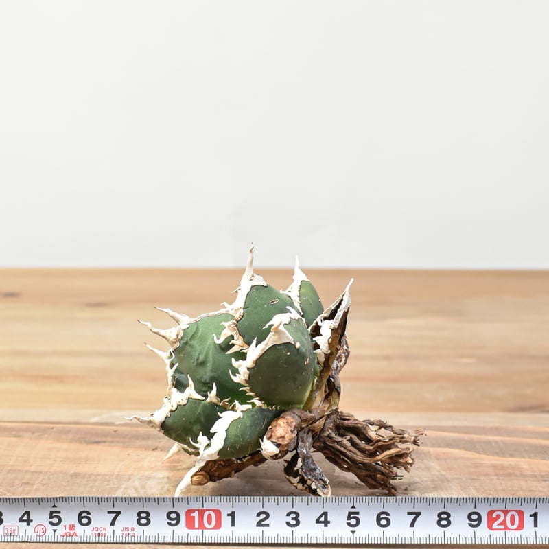 アガベ チタノタ 