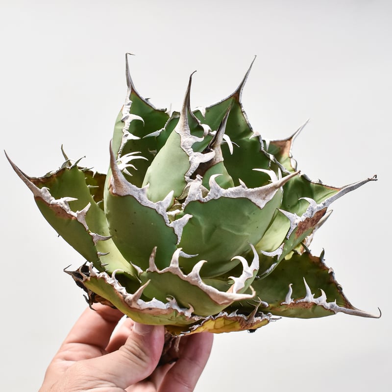 台湾 Kai血統 アガベ チタノタ ノーネーム 裏背刺 子株① 台湾 Kai血統