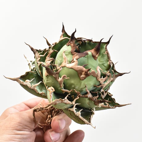 【5CLAW】アガベ チタノタ シーザー / 精品凱撒 【台湾 dragon agave産/中株/抜き苗】RFDG25010971(T)