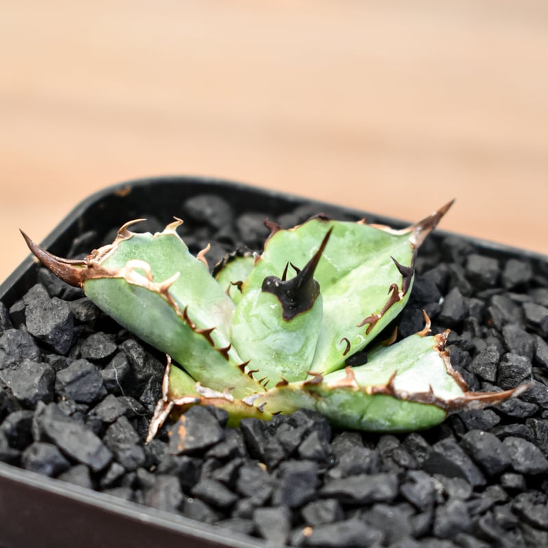 アガベ チタノタ DENNIS B05 【台湾DENNIS産/発根済み/子株】DN24028