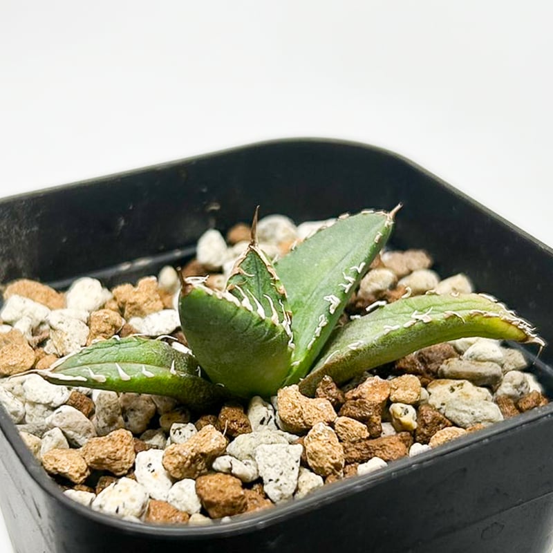 アガベ チタノタ 