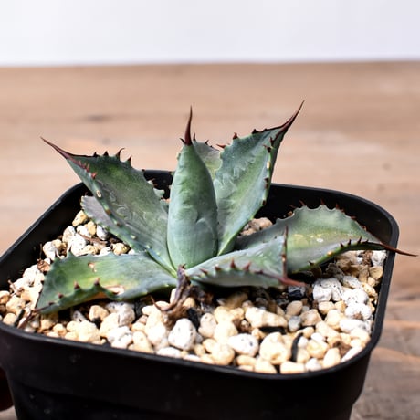 アガベ ハイブリット （パラサナ、イシスメンシス）× 曙光【台湾botanical_seeker産】A RF25011561