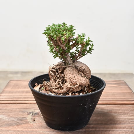 トリコディアデマ　ミラビレ　模様木 trichodiadema | STORES