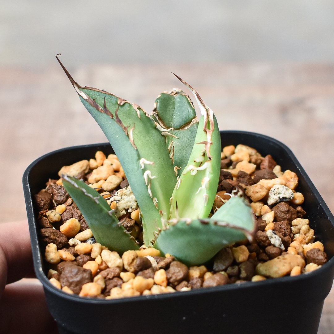 アガベ チタノタ 