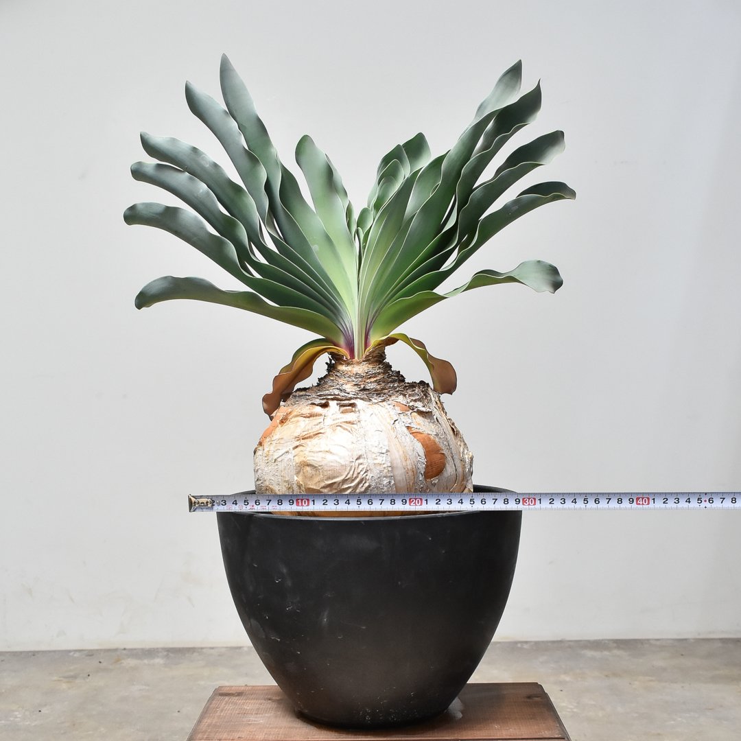 fit=scale-down,w=1200