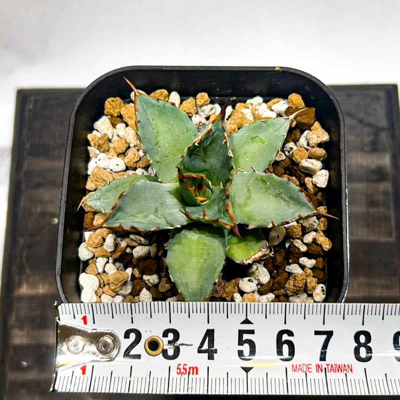 チ*ー様 【発根済・特大4.5号サイズ】陽炎ハイクオリティ株！！エボリスピナ/鉢 発根済・特大4.5号サイズ】陽炎ハイクオリティ株