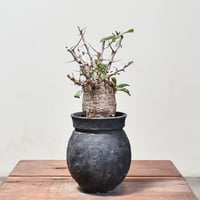 フォークイエリア コルムナリス 