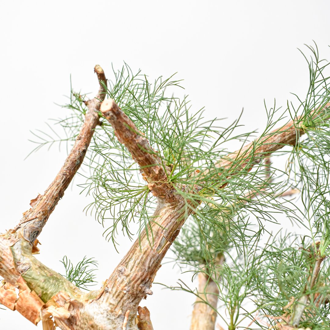 コミフォラ　クラウセリアナ　現地球　発根済み　コレクション株　灌木 RAFLUMコレクション】コミフォラ クラウセリアナ 【発根済み