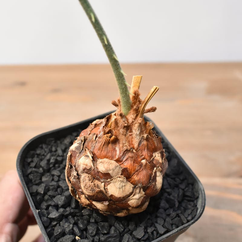 サイカス カイルンシアナ 【実生】RF25011359 | RAFLUM / ラフラム