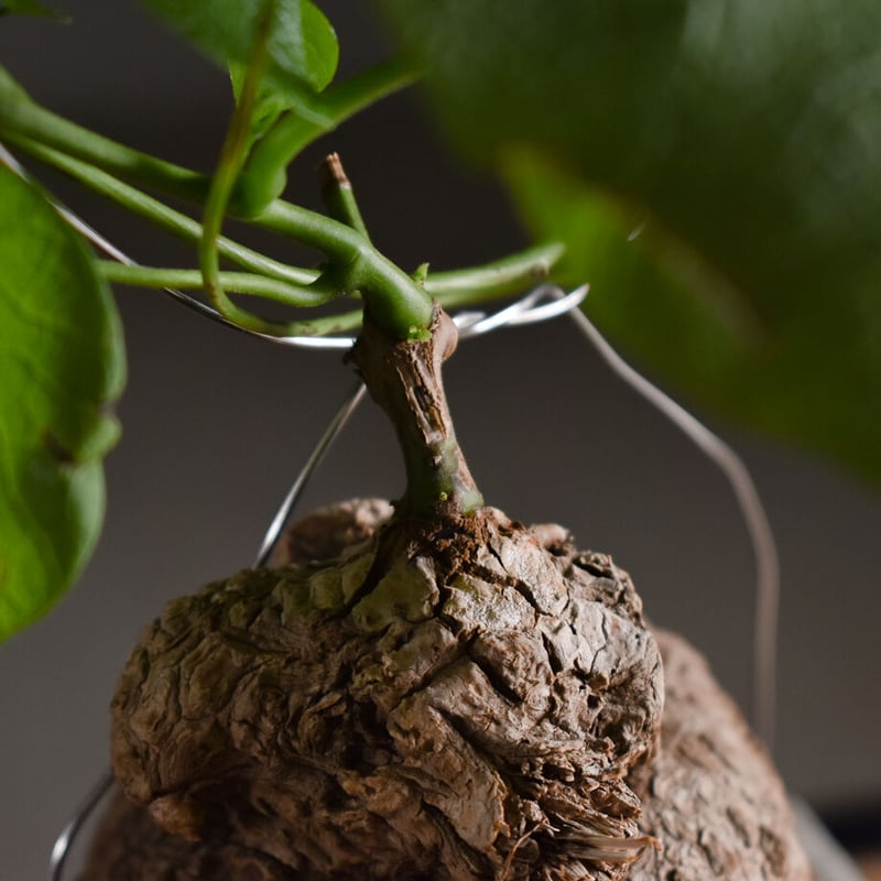 ステファニア スベローサ【人気急上昇！！希少なこんもり株を厳選して