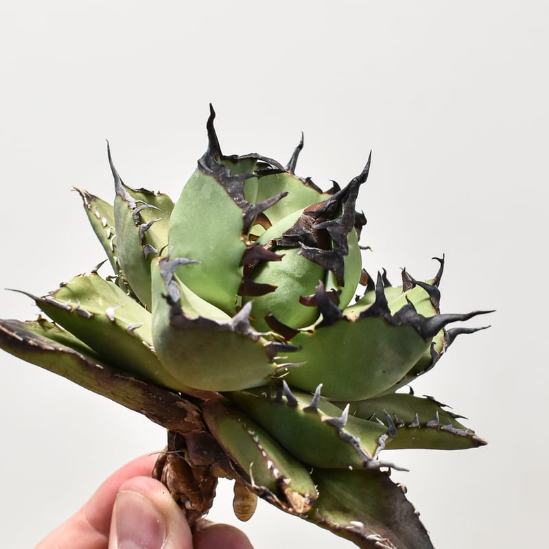 Agave titanota 日冕(コロナ)台湾ゴジラ アガベ チタノタ 【公式通販】