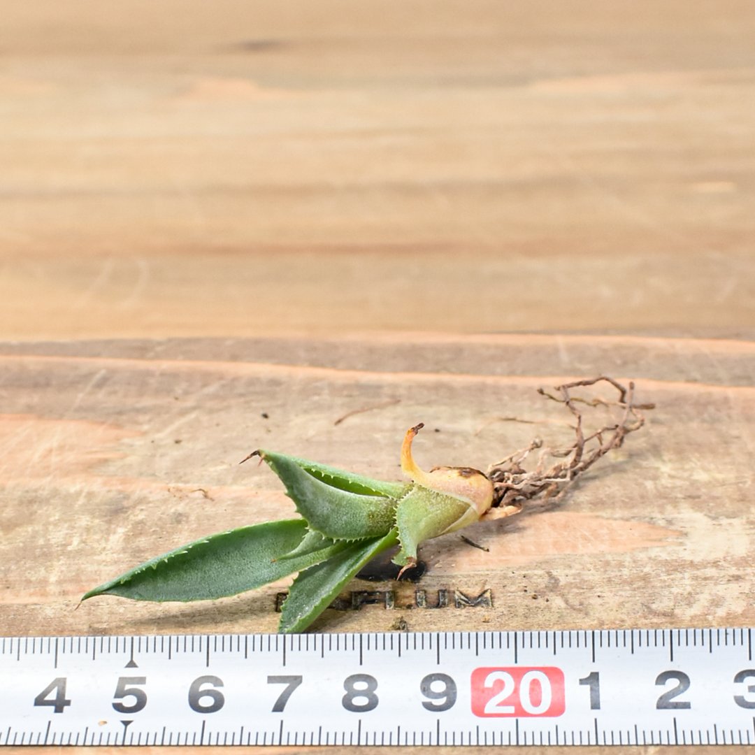 レア3.4万◆新品◆アスティエドヴィラットｘジョンデリアン パノラマカップ＃花器 ワインレッドの新芽が美しいフィカス・バーガンディ(Green