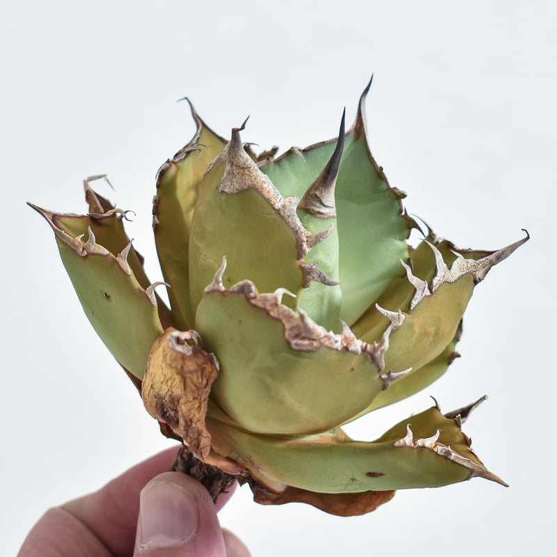 アガベ 聖火　5号鉢 アガベ 聖火 5号鉢 アガベ チタノタ トーチ