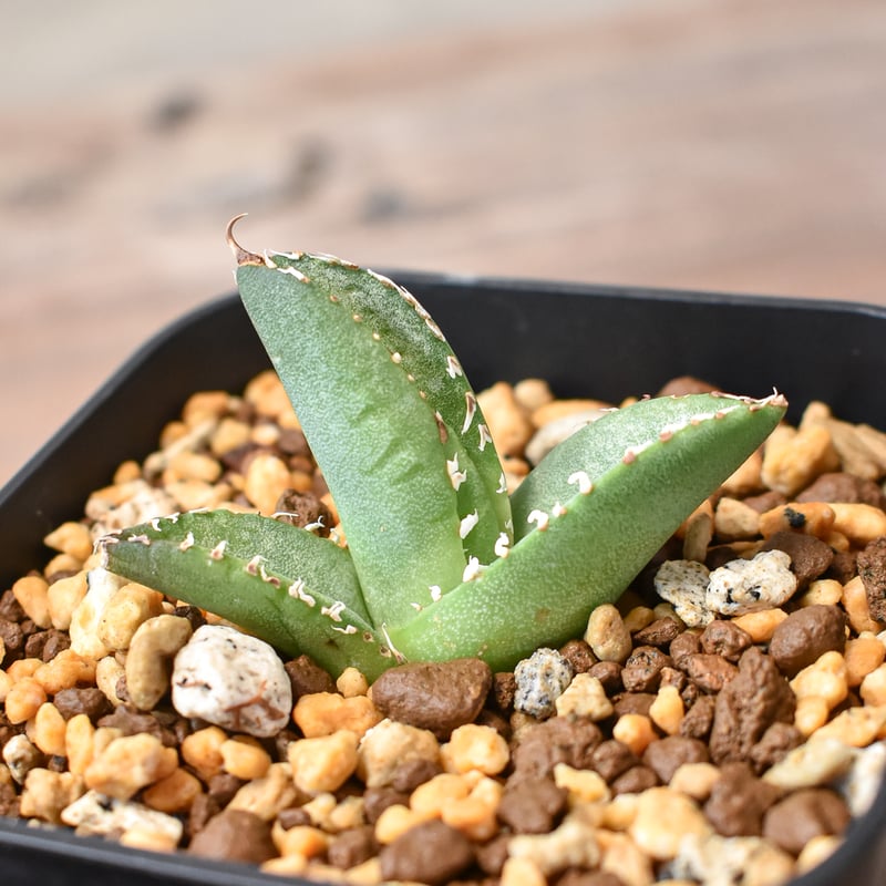 アガベ 　雪豹　子株 アガベ チタノタ 