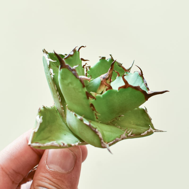 アガベ　チタノタ　虎鯨　シャチ　ブラックドラゴン 子株　台湾輸入株 アガベ チタノタ 虎鯨 