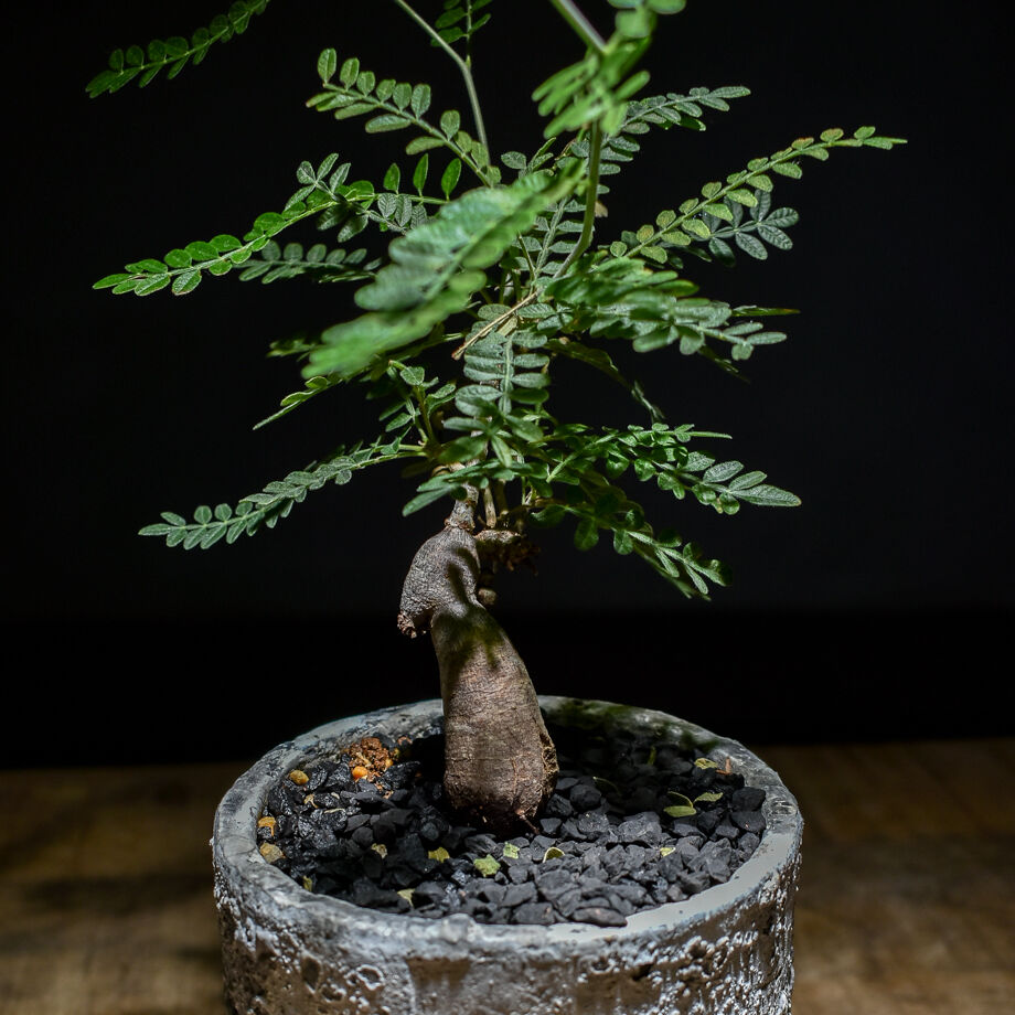 オペルクリカリア ヒファエノイデス （実生株）RF221001 | RAFLUM