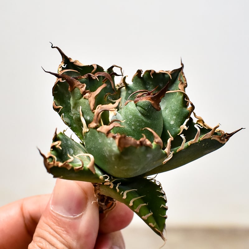 アガベ チタノタ シーザー / 凱撒 【台湾 dragon agave産/TC子株/抜き