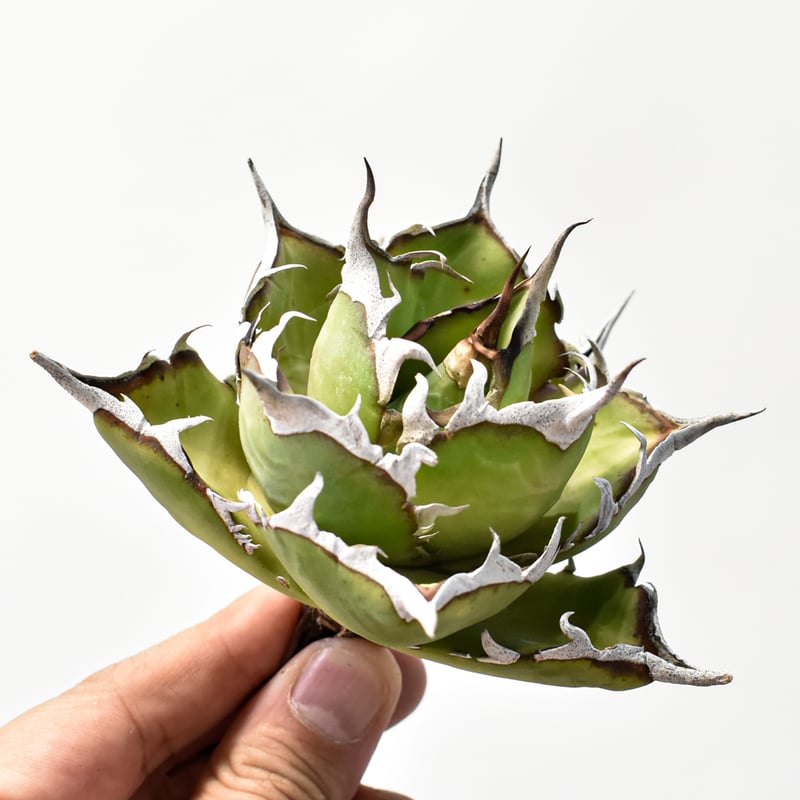 アガベ チタノタ 