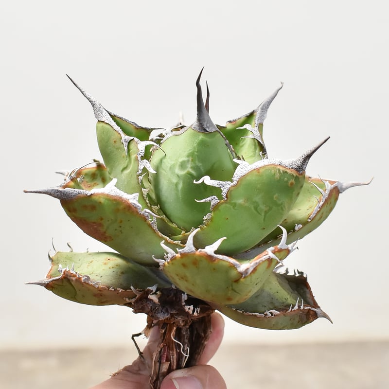 アガベ チタノタ 