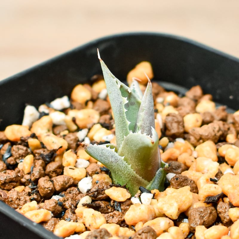 アガベ ハイブリット 