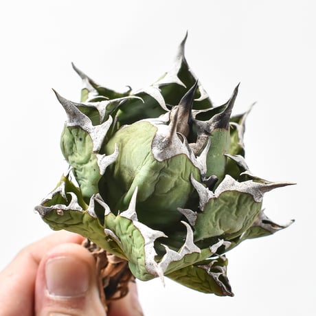 アガベ チタノタ ドワーフ / "精品姫厳龍" 【台湾 dragon agave産/中株/抜き苗】DGC2411041(T)