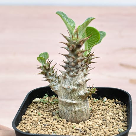 栃木県の大正堂で購入 パキポディウム ウィンゾリー 実生 植物引退 P.ウィンゾリー（実生）39 – TaiShoDo ONLINE SHOP