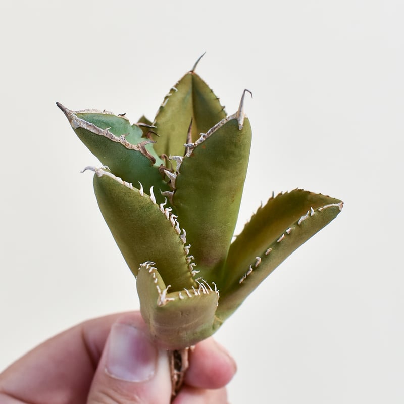 アガベ チタノタ シャークソード 