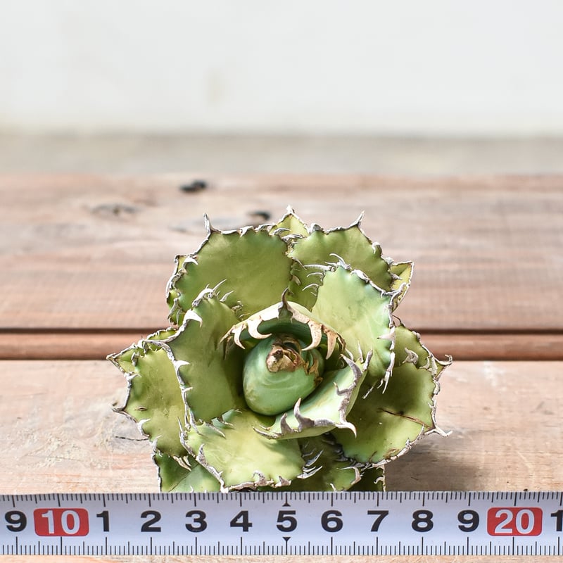 アガベ チタノタ フィリグリー