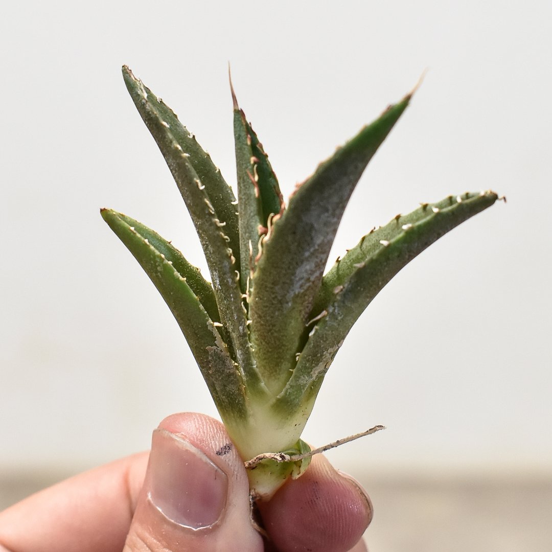 アガベ チタノタ 