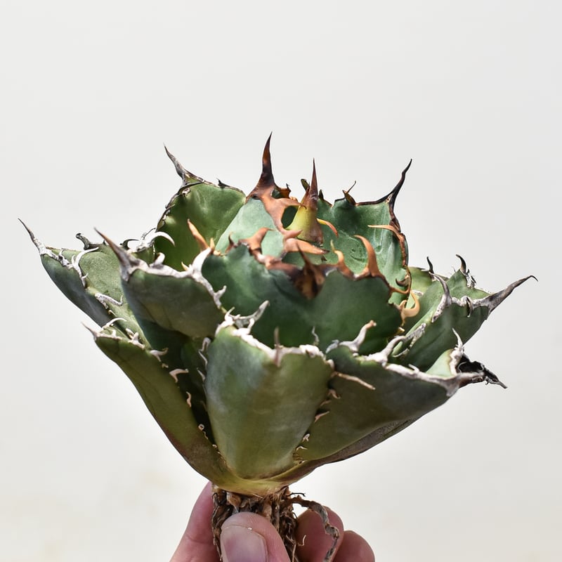 アガベ チタノタ 白鯨 