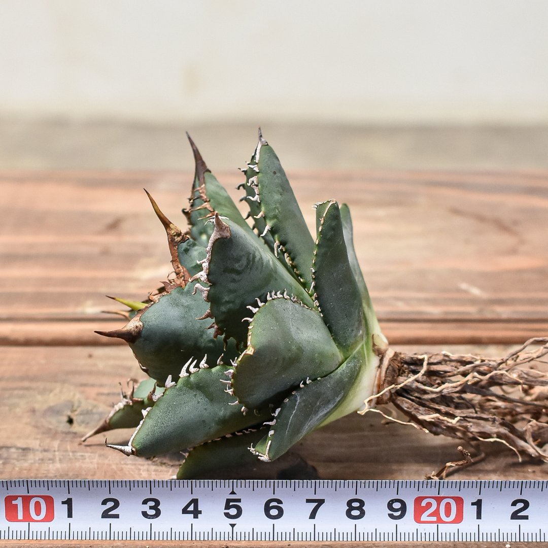 アガベ チタノタ 海王 大株 【公式通販】