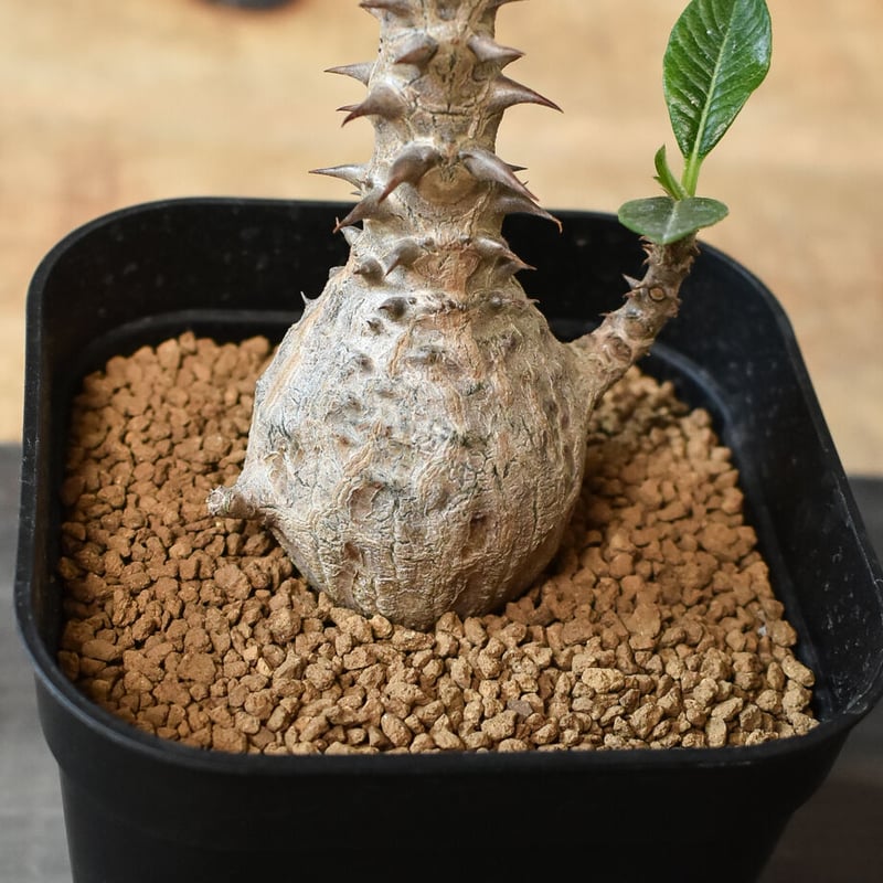 国内実生株 パキポディウム ウィンゾリー実生 15 (グラキリス チタノタ 国内実生 パキポディウム ウィンゾリー ② (グラキリス チタノタ パキプス