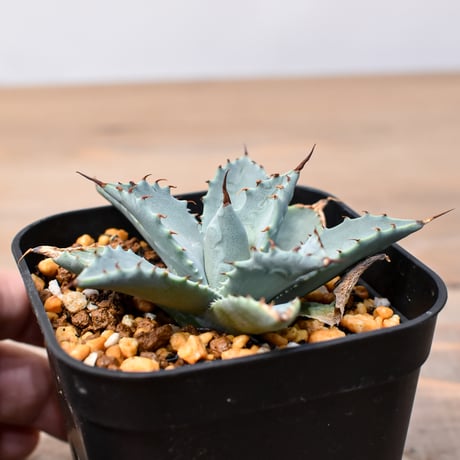 アガベ ハイブリット 日系イシスメンシス×象牙妖炎（陽炎エボリ）【台湾botanical_seeker産】RF25011362