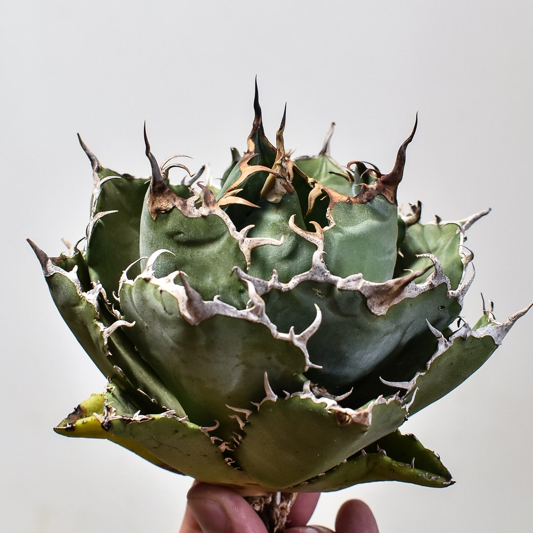 アガベ チタノタ 白鯨  