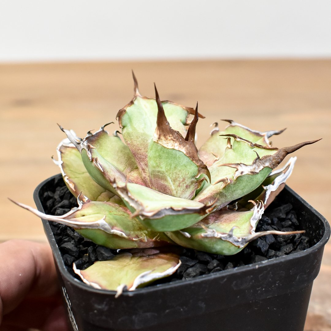 アガベ チタノタ DENNIS043【台湾DENNIS産/発根済み/子株】DN2501002