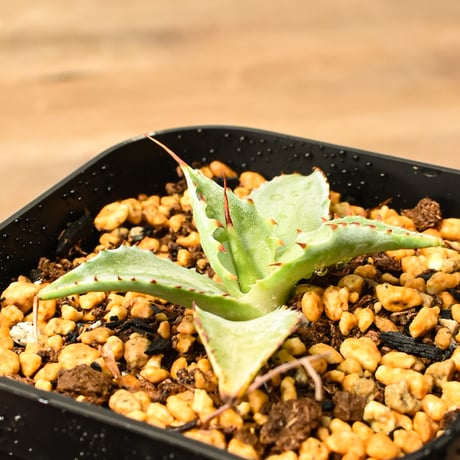 ITEM | RAFLUM / ラフラム｜東京、大阪の塊根植物（コーデックス