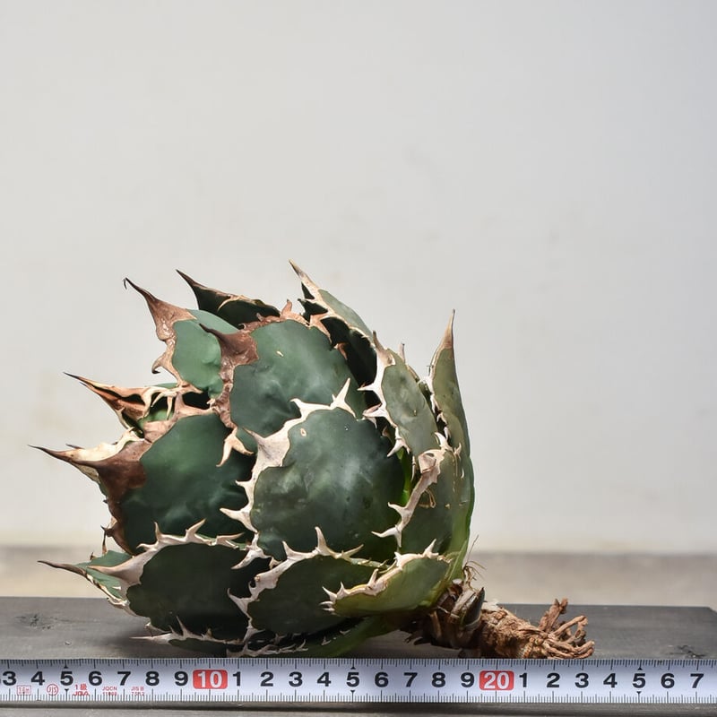アガベ チタノタ オテロイ アガベ チタノタ オテロイ