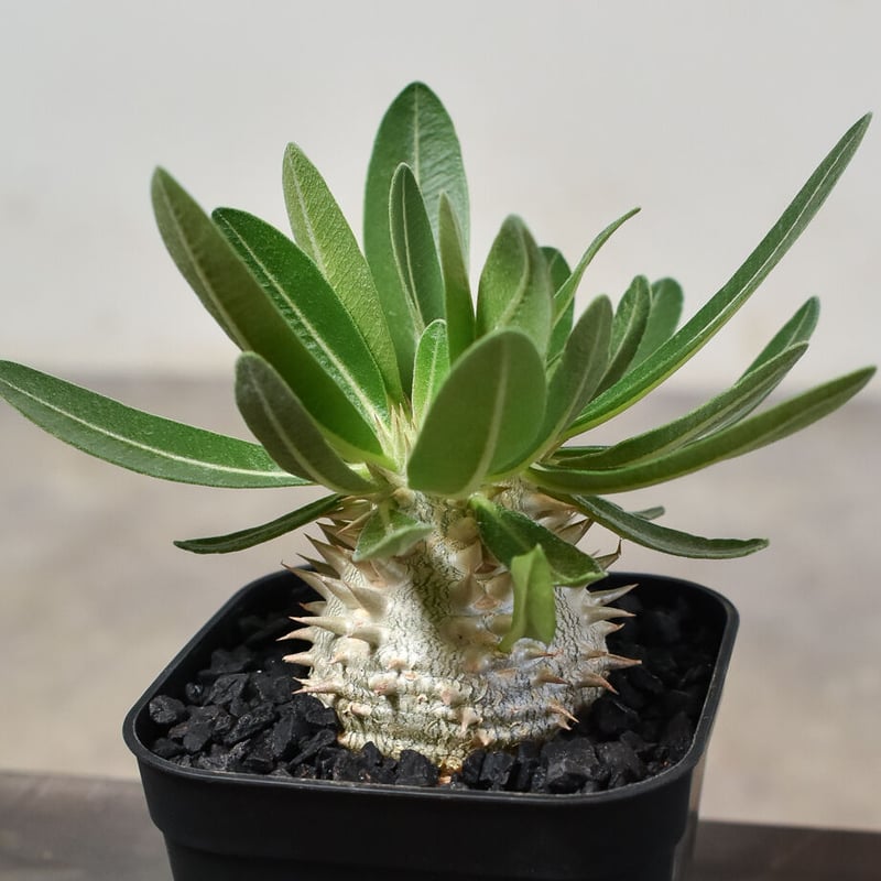 パキポディウム・デンシカウレ 