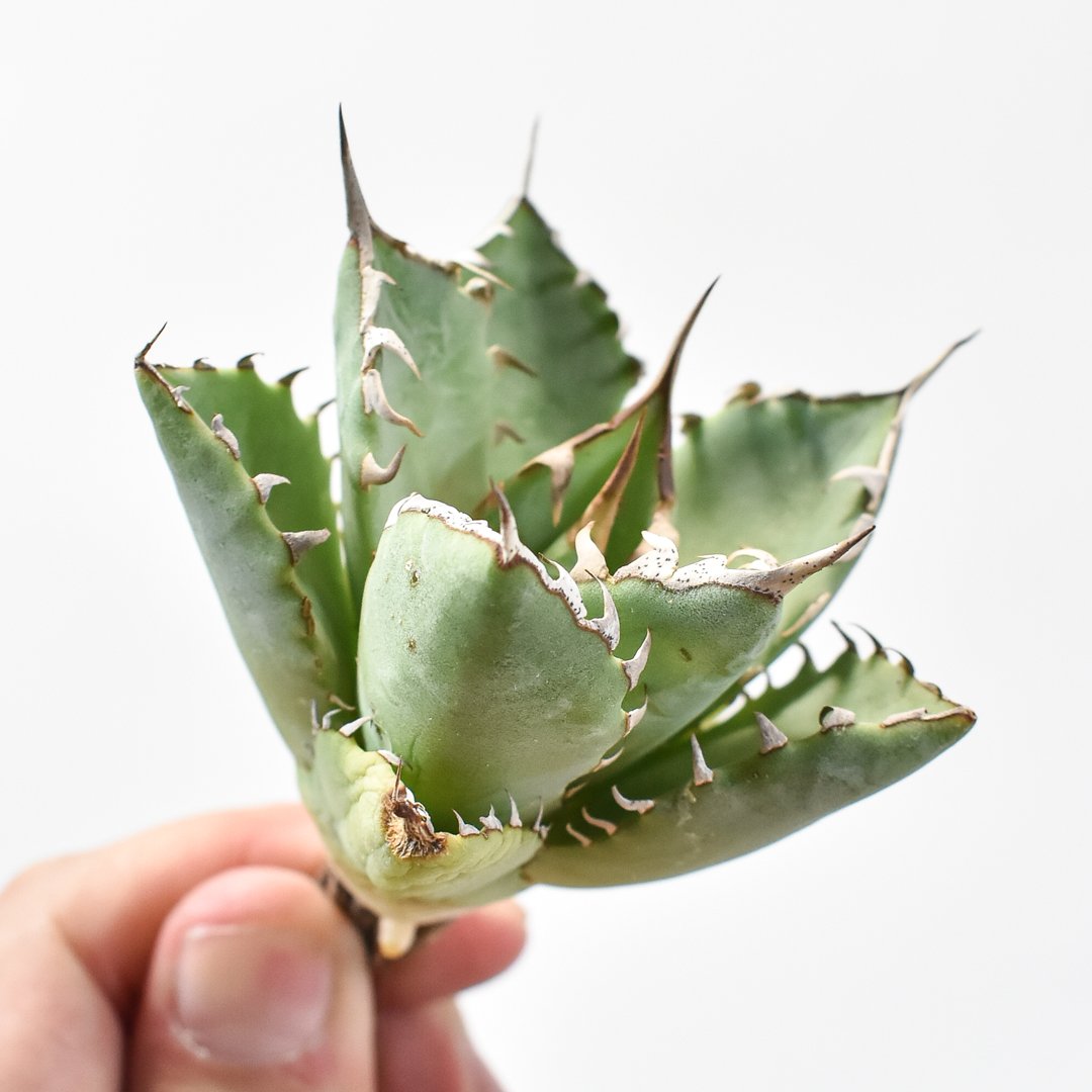 アガベ Dennis hybrid 甲妖x鬼爪（isthmnensis x utahensis
