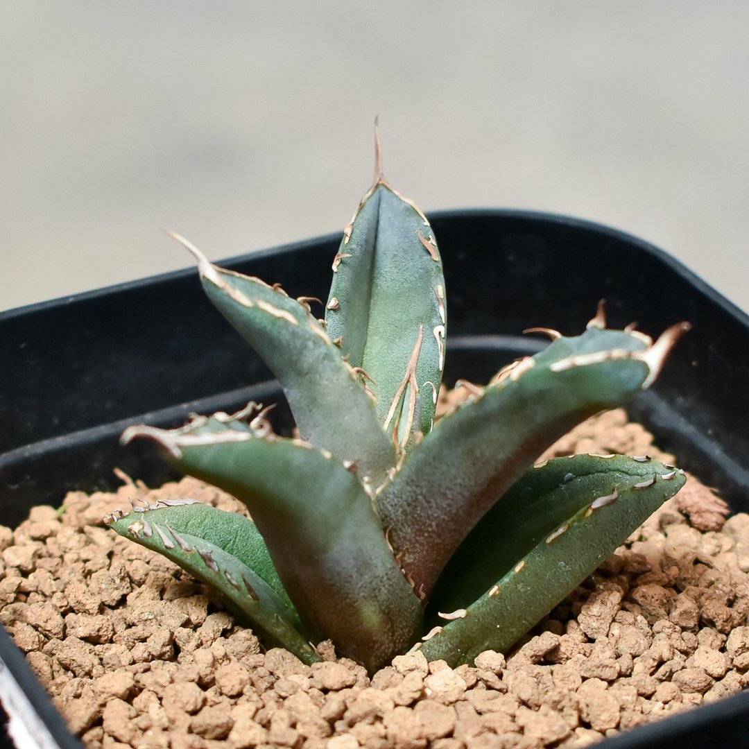 アガベ チタノタ フェニックス 