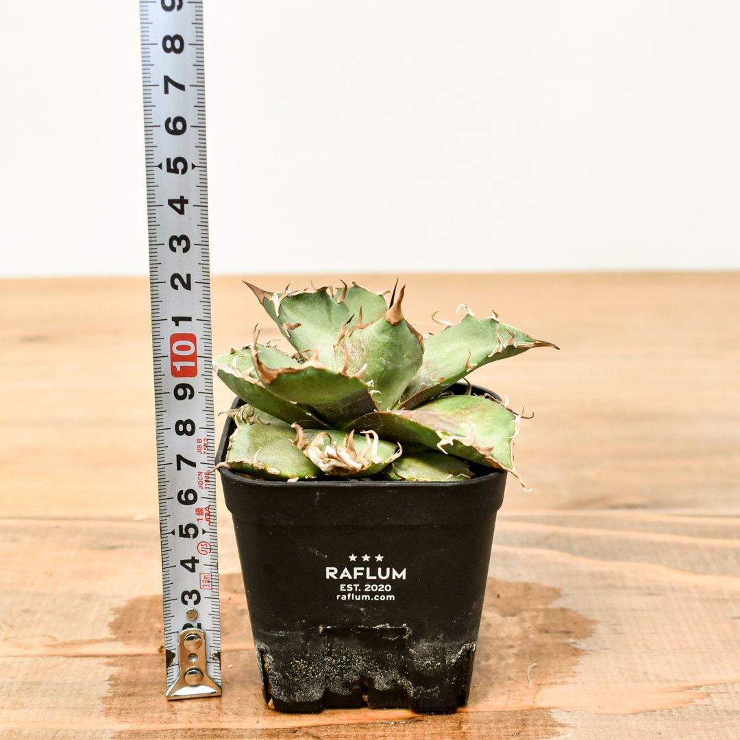 アガベ チタノタ シーザー 