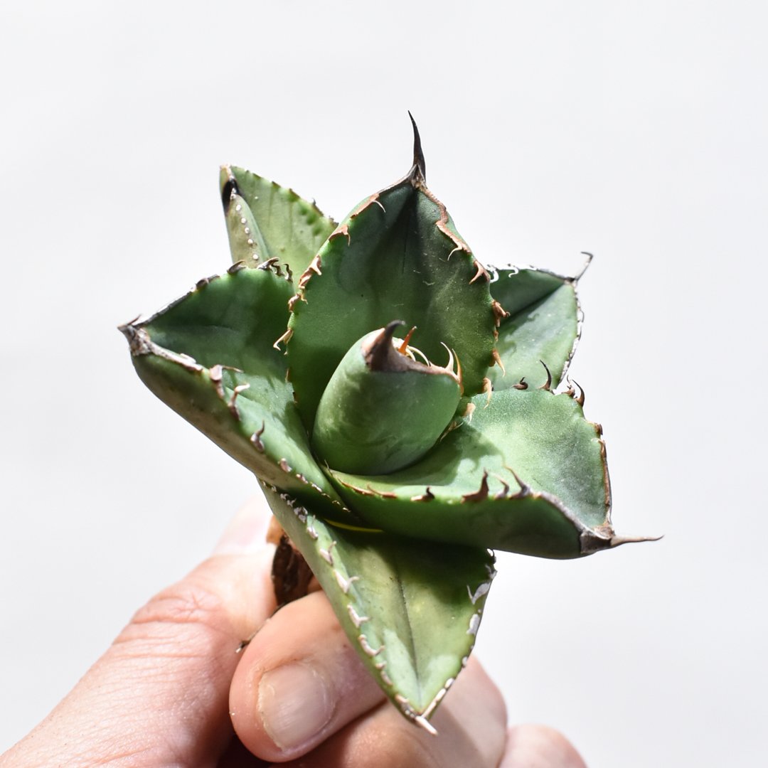 アガベ チタノタ 